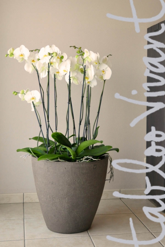 ateliervierkant-pot-interieur-orchidee-tablooviant